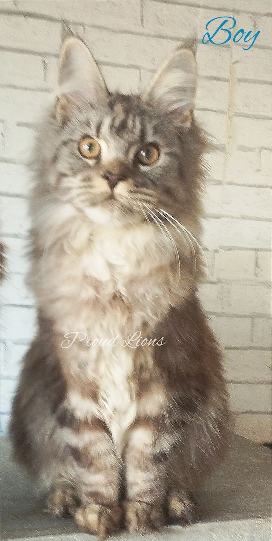 Maine Coon mit Stammbaum