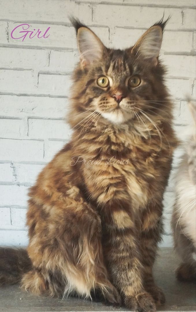 Maine Coon mit Stammbaum