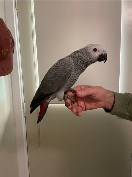 Junge handzahm Graupapagei(Hahn)