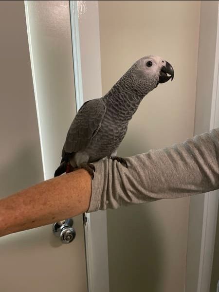 Junge handzahm Graupapagei(Hahn)