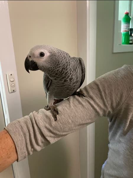 Junge handzahm Graupapagei(Hahn)