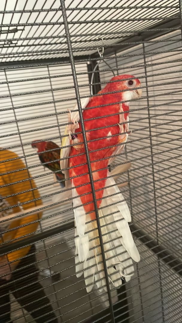 Rosella ( ein Junge und ein Mädchen ) mit Voliere