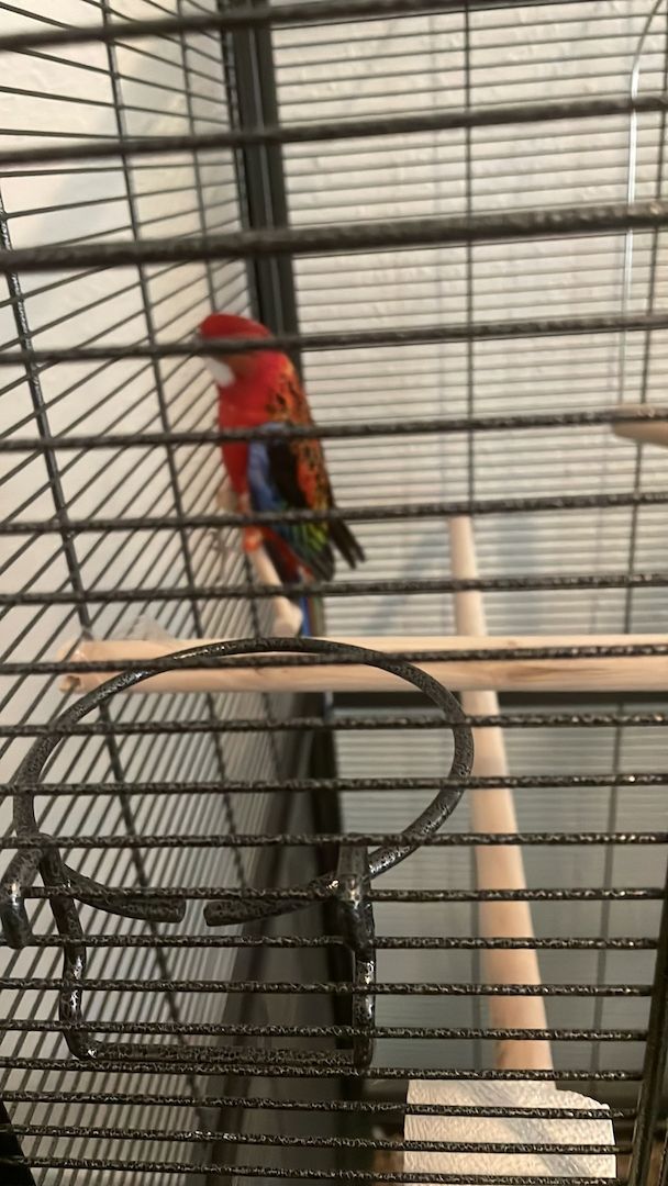 Rosella ( ein Junge und ein Mädchen ) mit Voliere