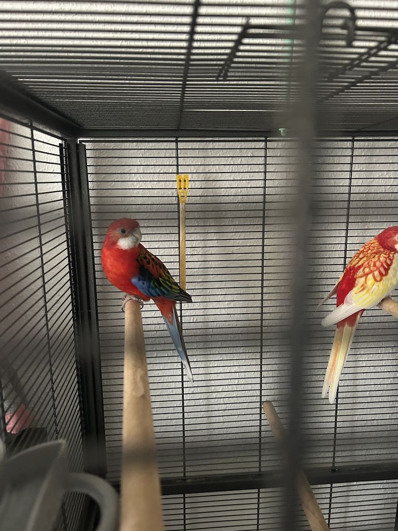 Rosella ( ein Junge und ein Mädchen ) mit Voliere