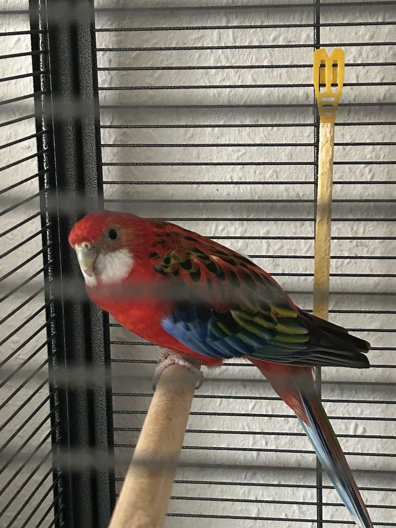 Rosella ( ein Junge und ein Mädchen ) mit Voliere