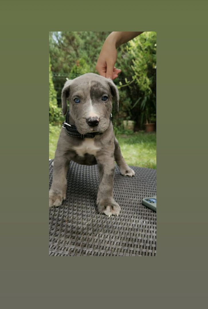 American Bully XXL Welpe