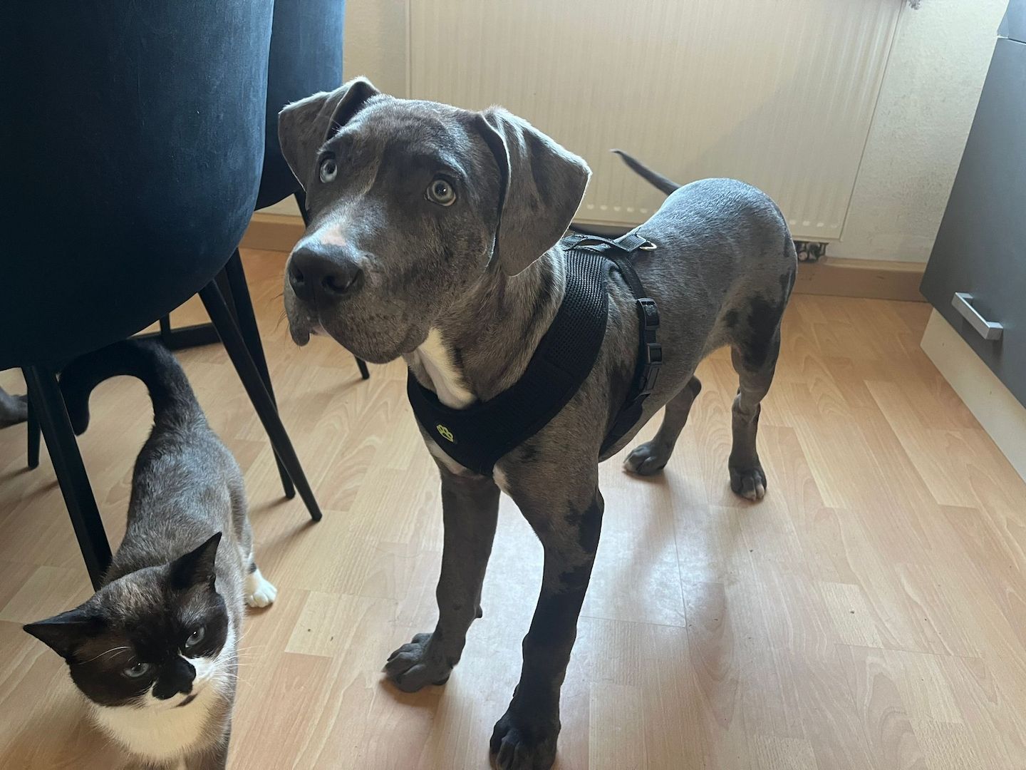 American Bully XXL Welpe