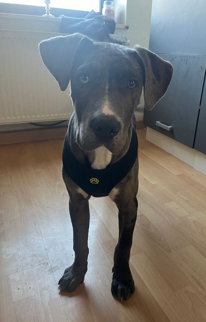 American Bully XXL Welpe