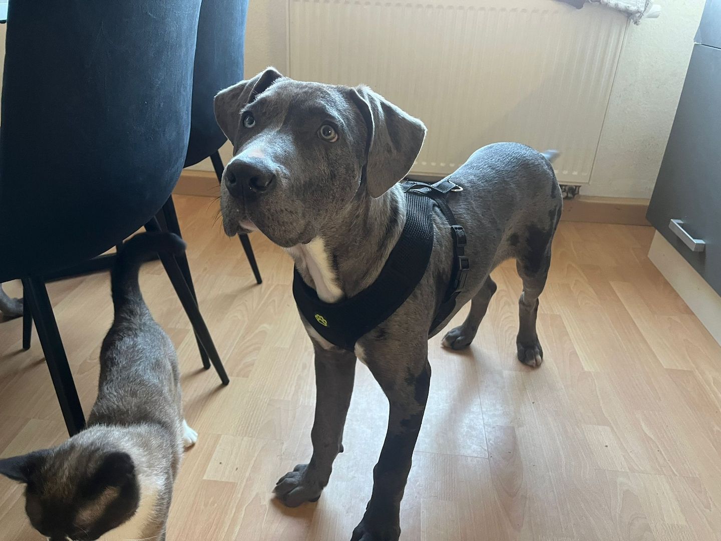 American Bully XXL Welpe