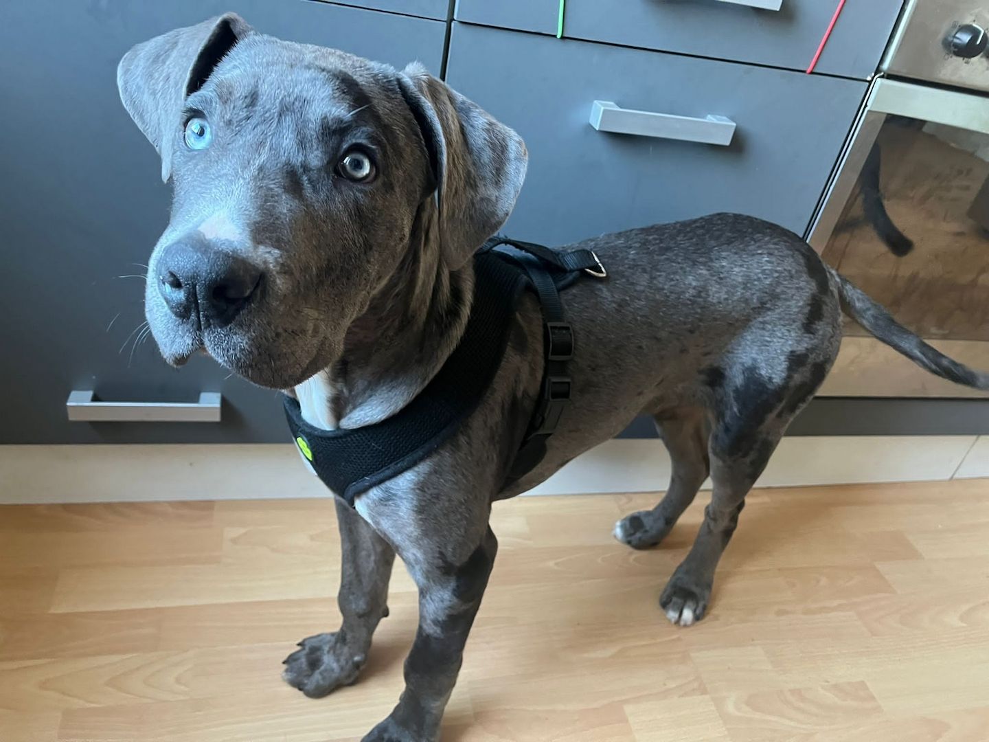 American Bully XXL Welpe