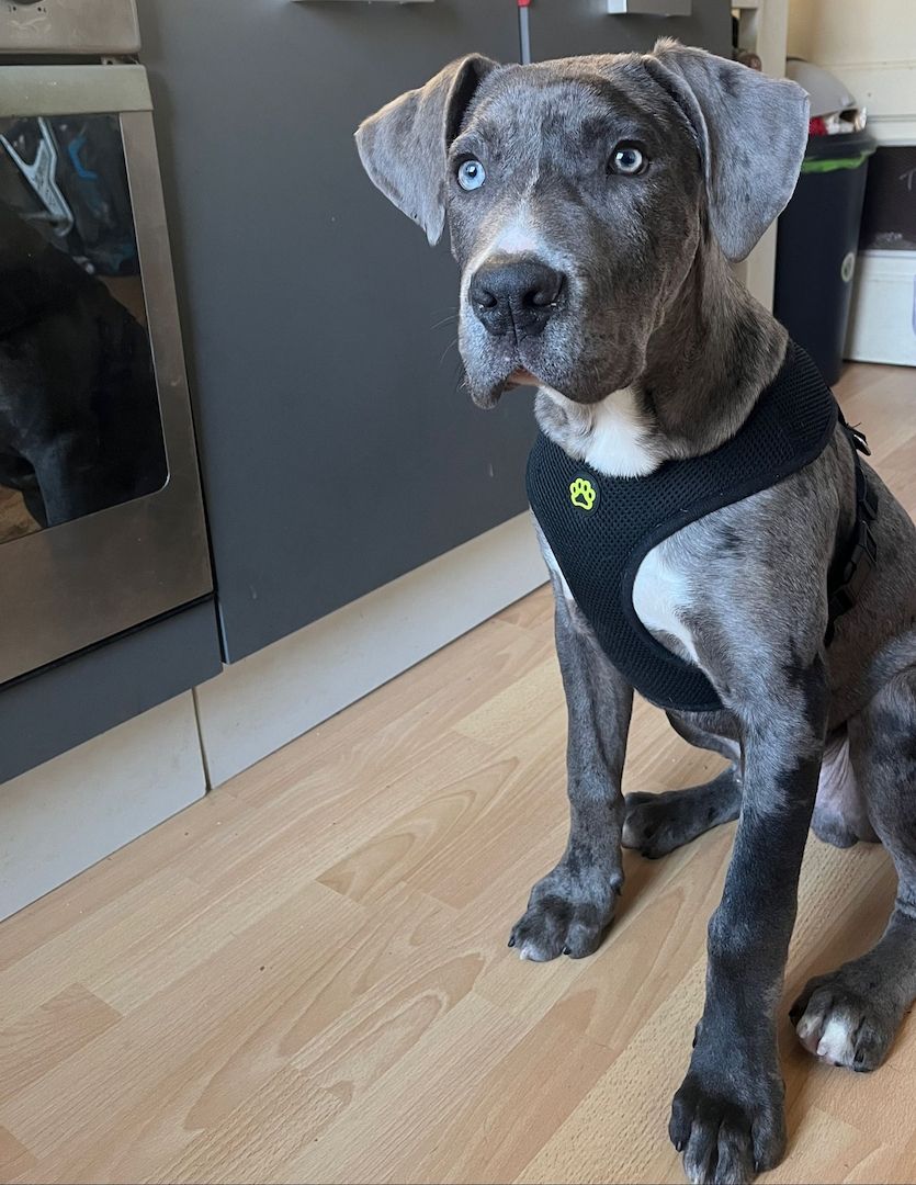 American Bully XXL Welpe