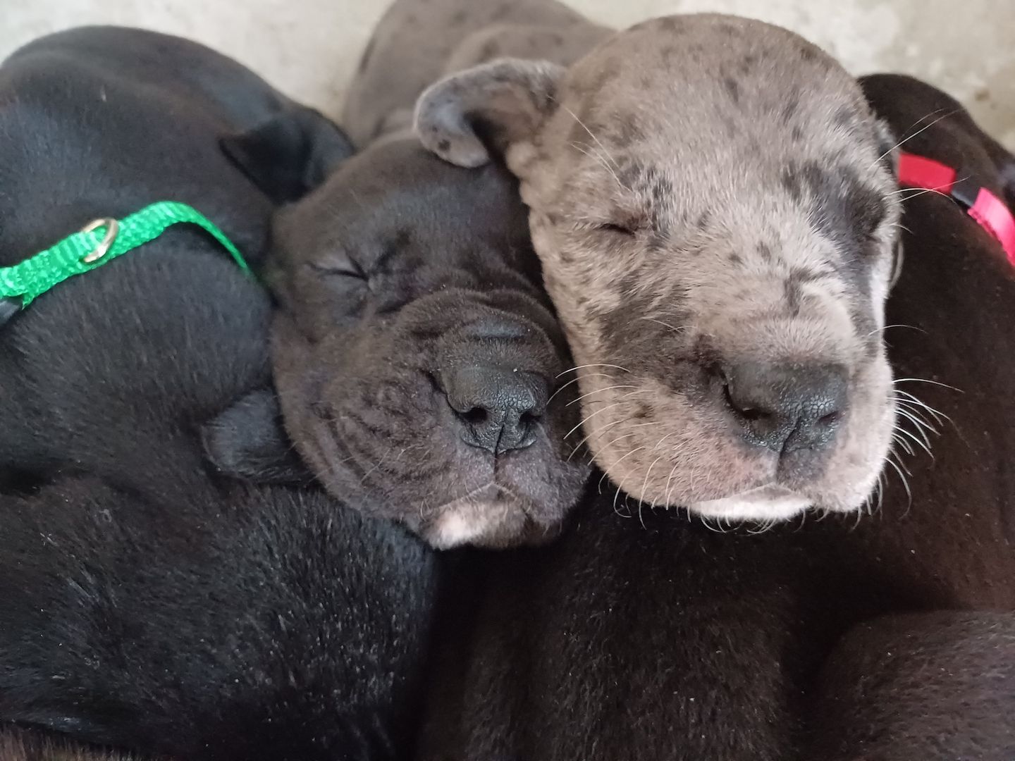 Deutsche Doggen Welpen