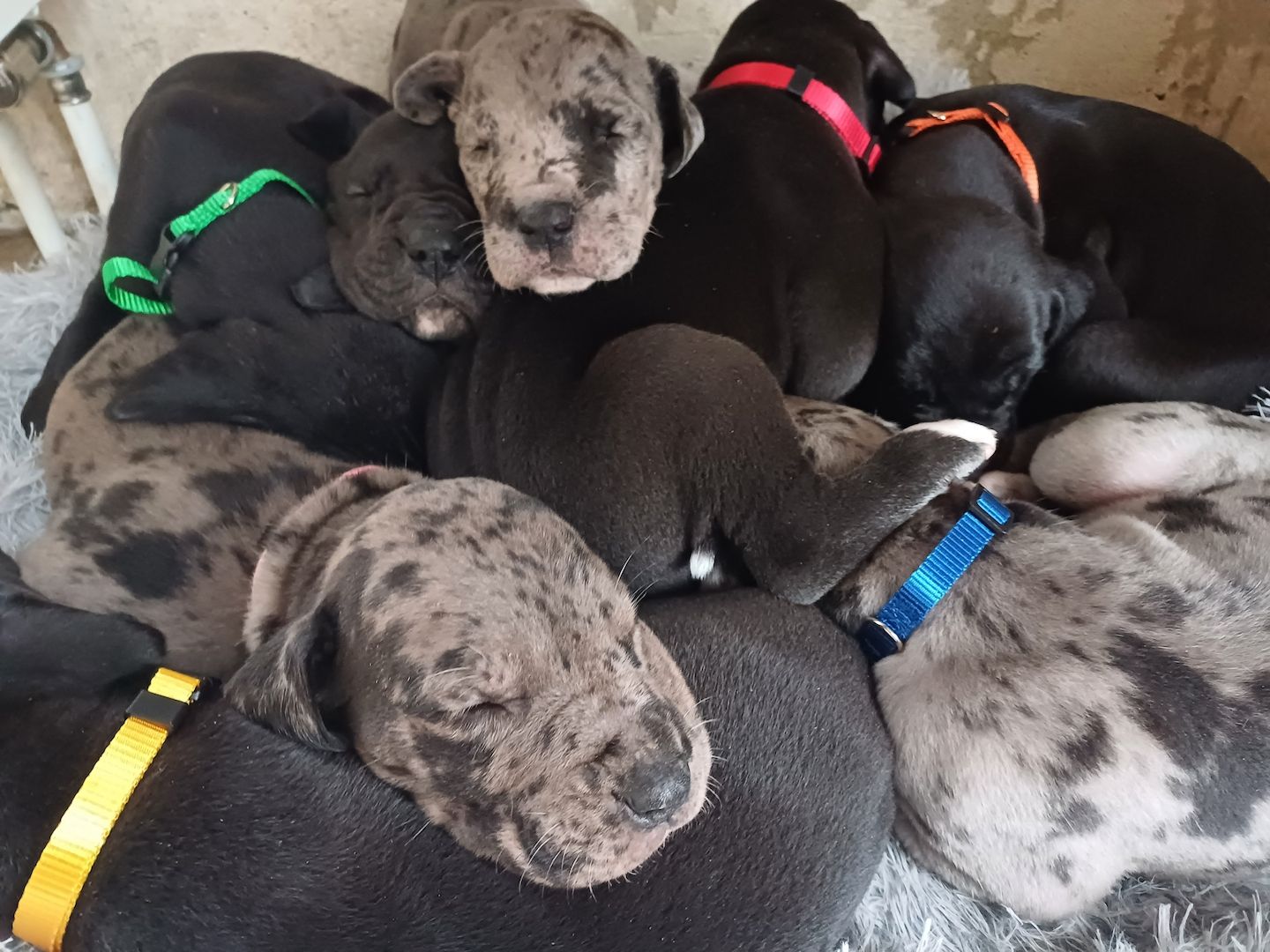 Deutsche Doggen Welpen