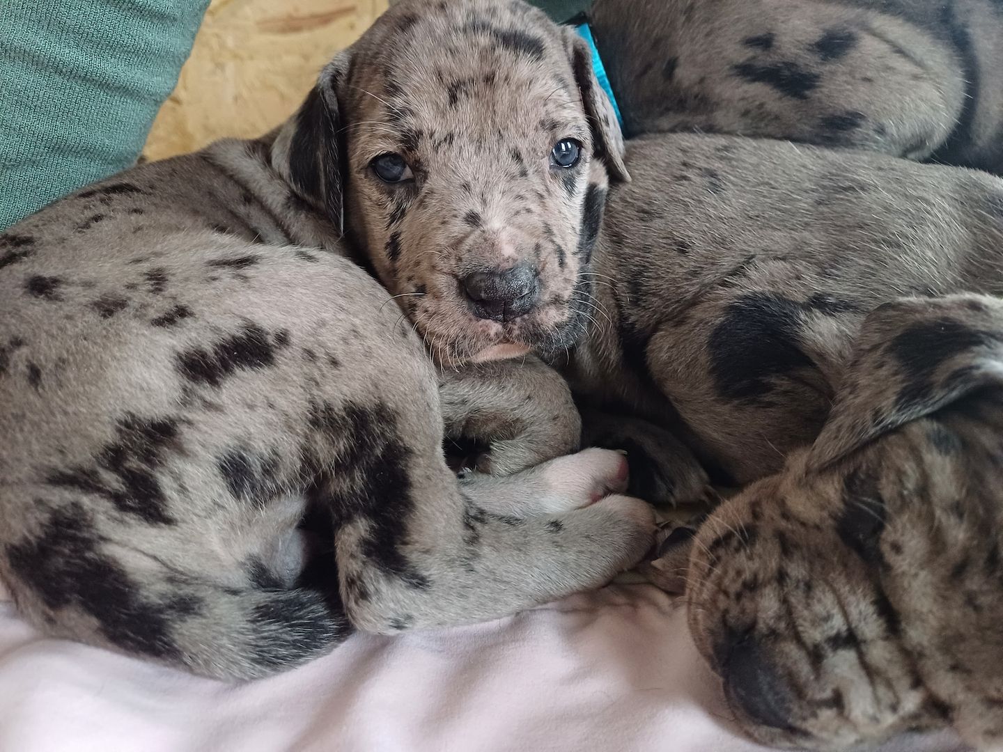 Deutsche Doggen Welpen