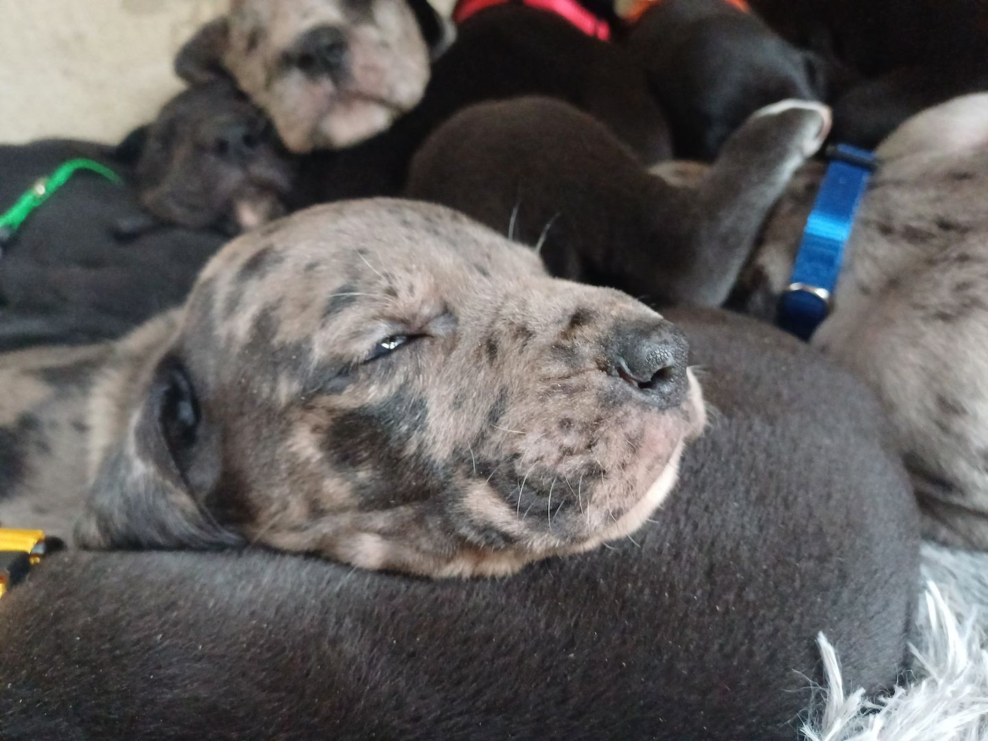 Deutsche Doggen Welpen