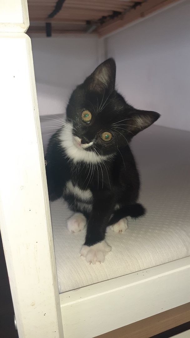 Süsse Kittenmädchen sucht ein neues Zuhause