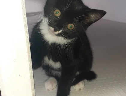 Süsse Kittenmädchen sucht ein neues Zuhause