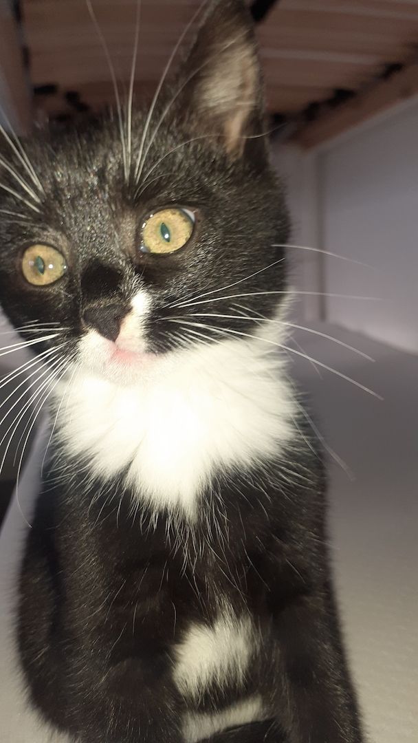 Süsse Kittenmädchen sucht ein neues Zuhause