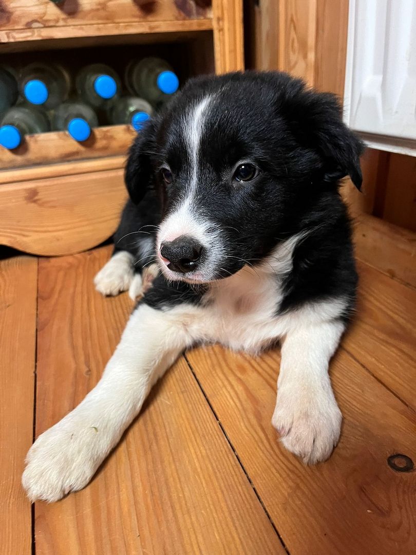 Border Collie Welpe