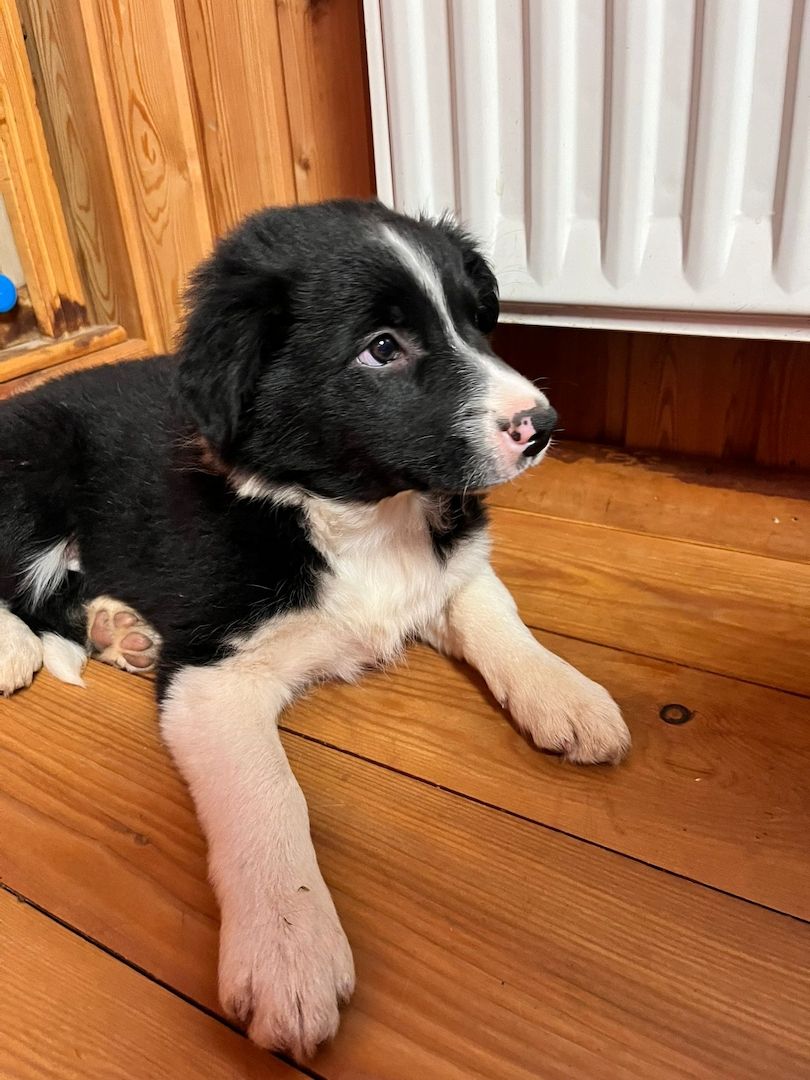Border Collie Welpe