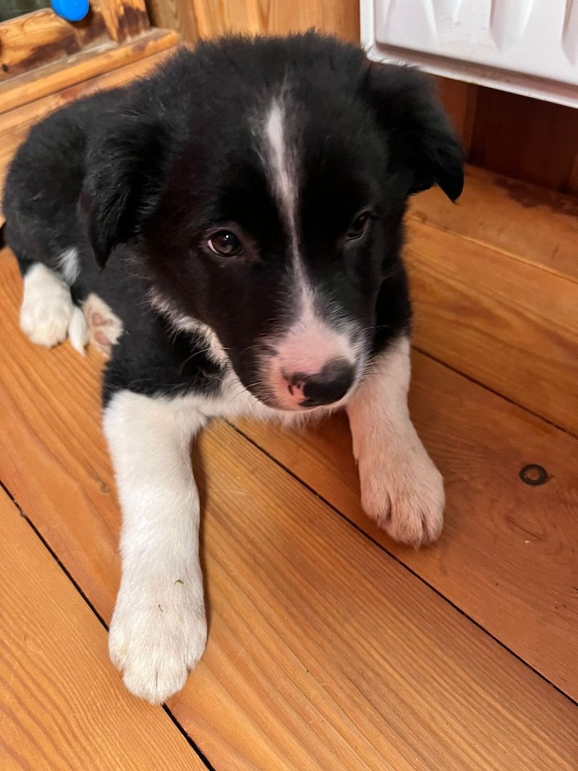 Border Collie Welpe