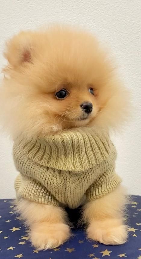 Zwergspitz Pomeranian Welpen mit Ahnentafel