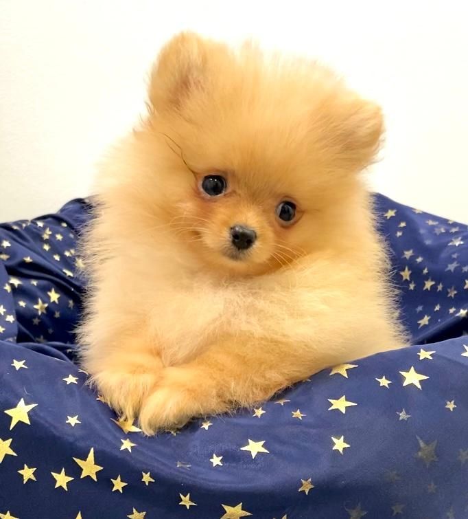 Zwergspitz Pomeranian Welpen mit Ahnentafel