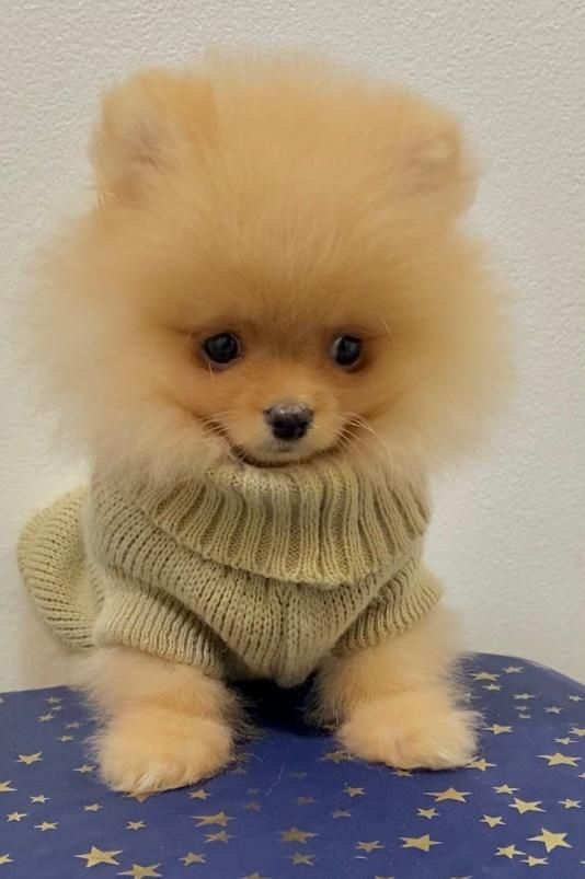 Zwergspitz Pomeranian Welpen mit Ahnentafel