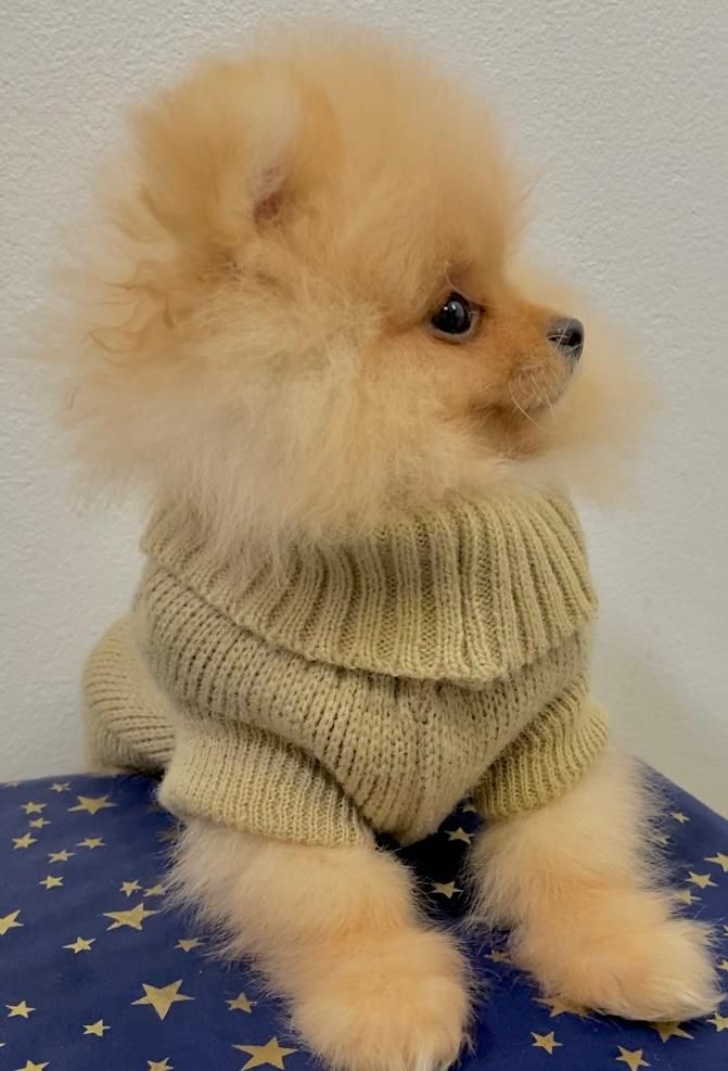 Zwergspitz Pomeranian Welpen mit Ahnentafel