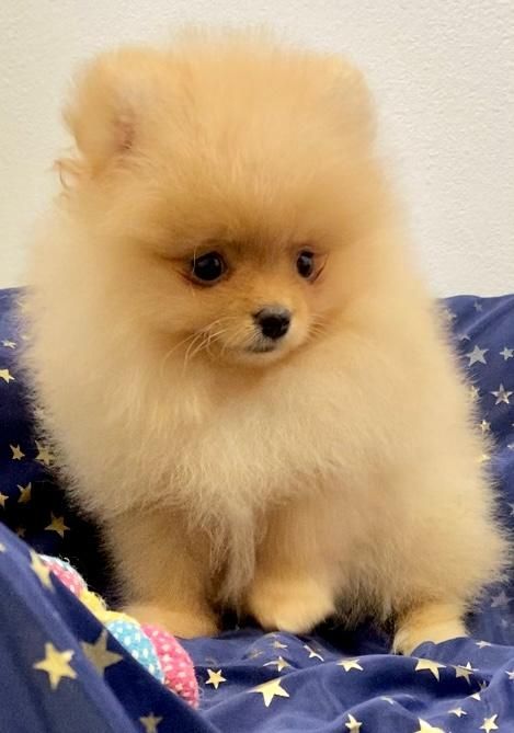 Zwergspitz Pomeranian Welpen mit Ahnentafel