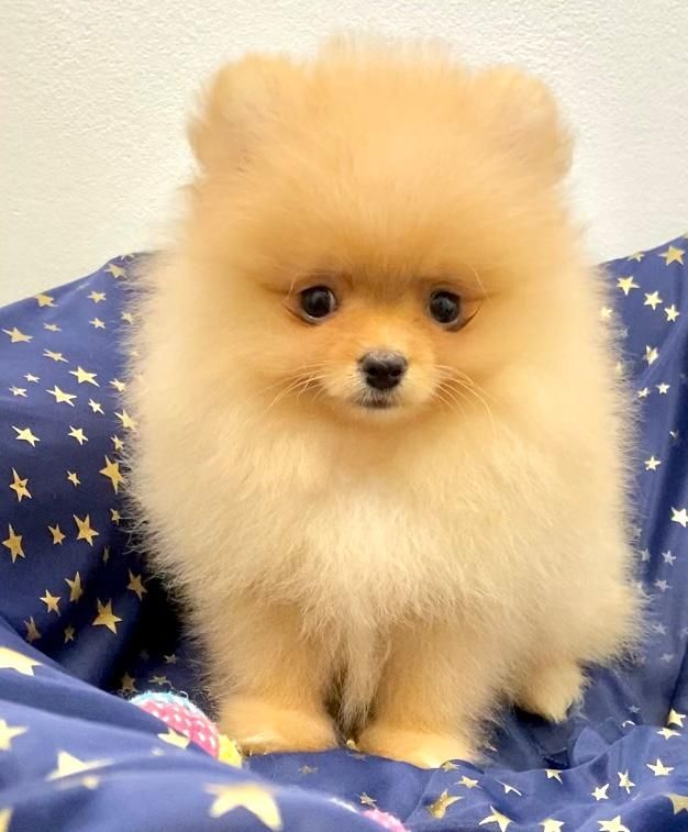 Zwergspitz Pomeranian Welpen mit Ahnentafel