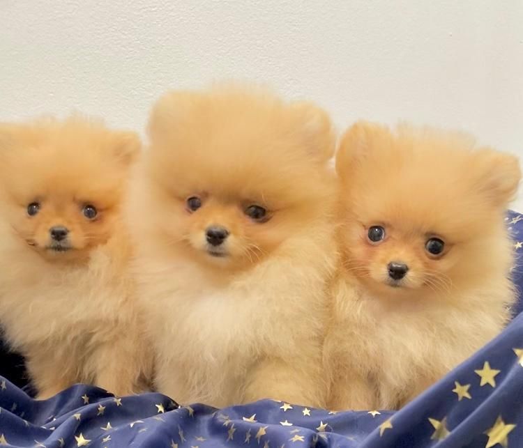 Zwergspitz Pomeranian Welpen mit Ahnentafel