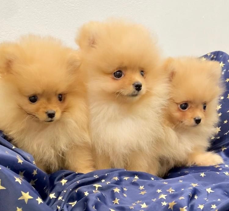 Zwergspitz Pomeranian Welpen mit Ahnentafel