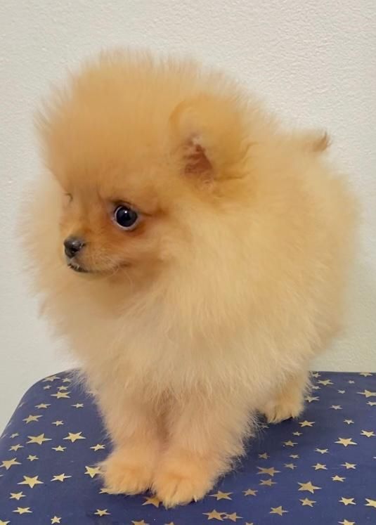 Zwergspitz Pomeranian Welpen mit Ahnentafel