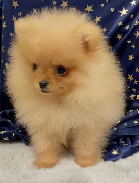 Zwergspitz Pomeranian Welpen mit Ahnentafel