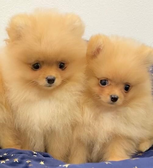 Zwergspitz Pomeranian Welpen mit Ahnentafel