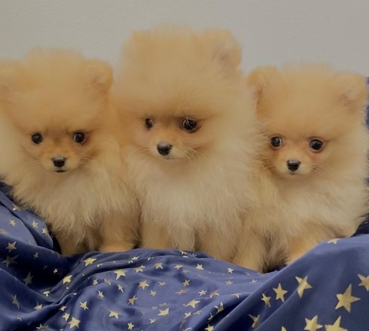 Zwergspitz Pomeranian Welpen mit Ahnentafel