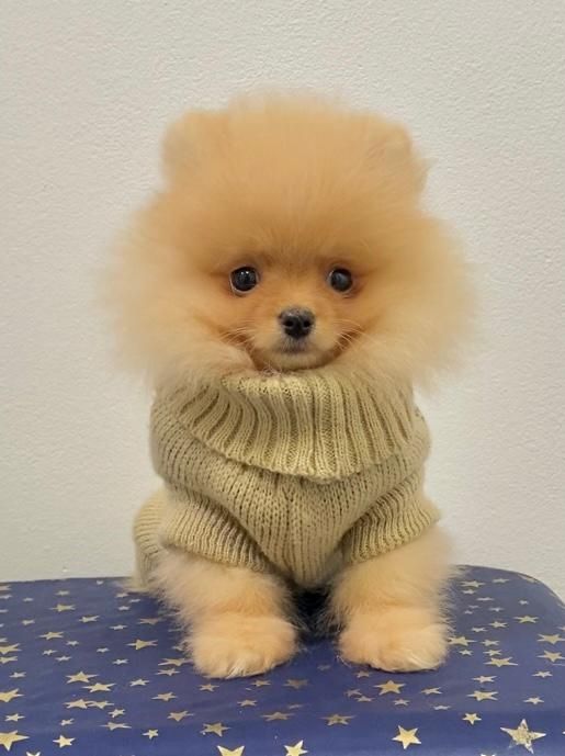 Zwergspitz Pomeranian Welpen mit Ahnentafel