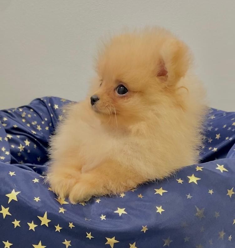 Zwergspitz Pomeranian Welpen mit Ahnentafel