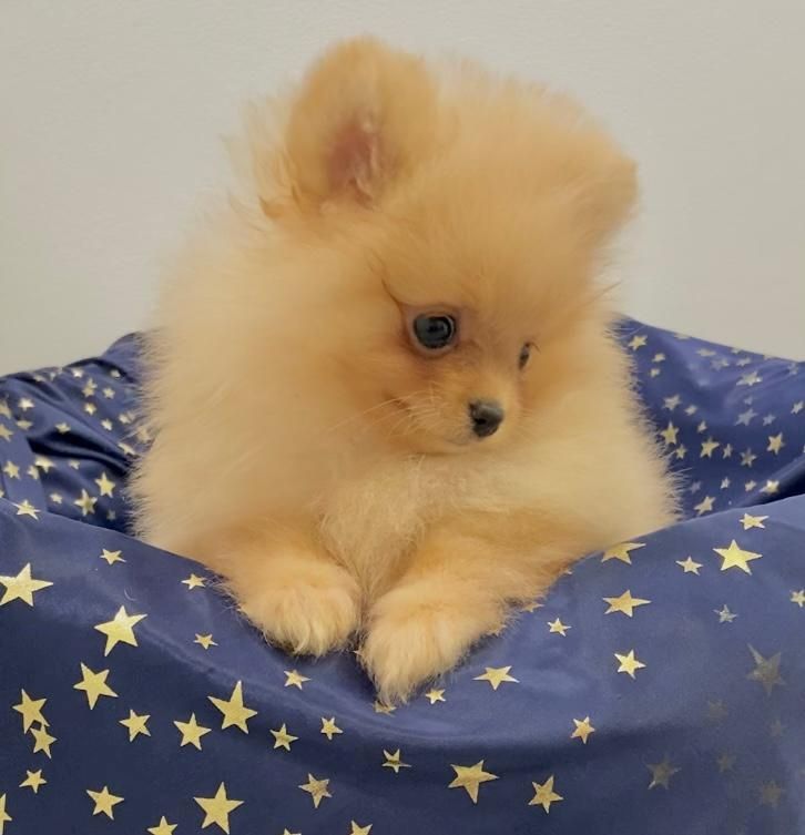 Zwergspitz Pomeranian Welpen mit Ahnentafel