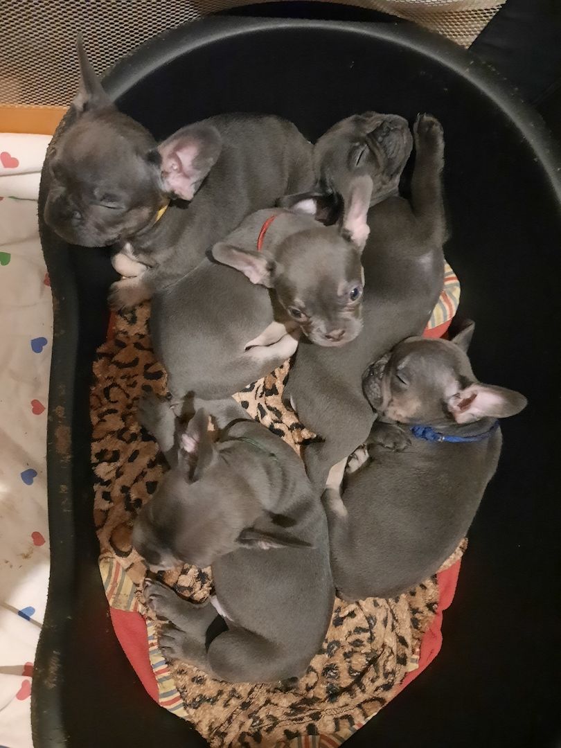 Französische bulldogge welpen