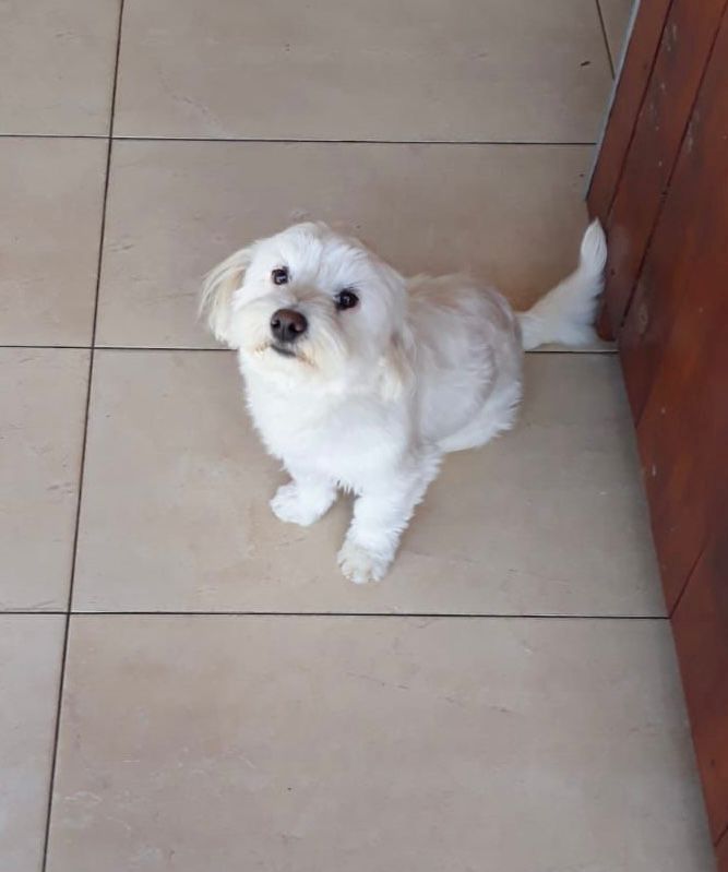 Maltipoo Welpen
