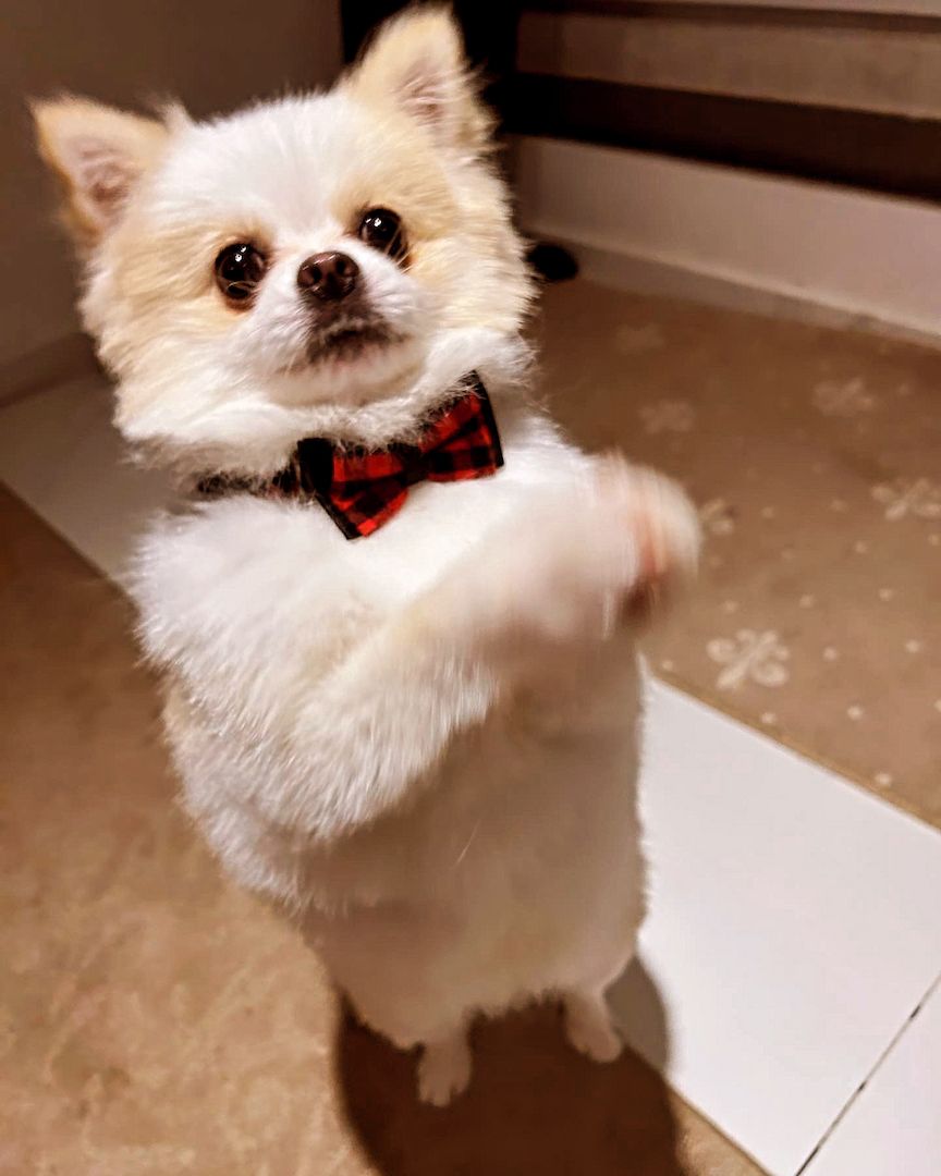 Pomeranian klein spitz