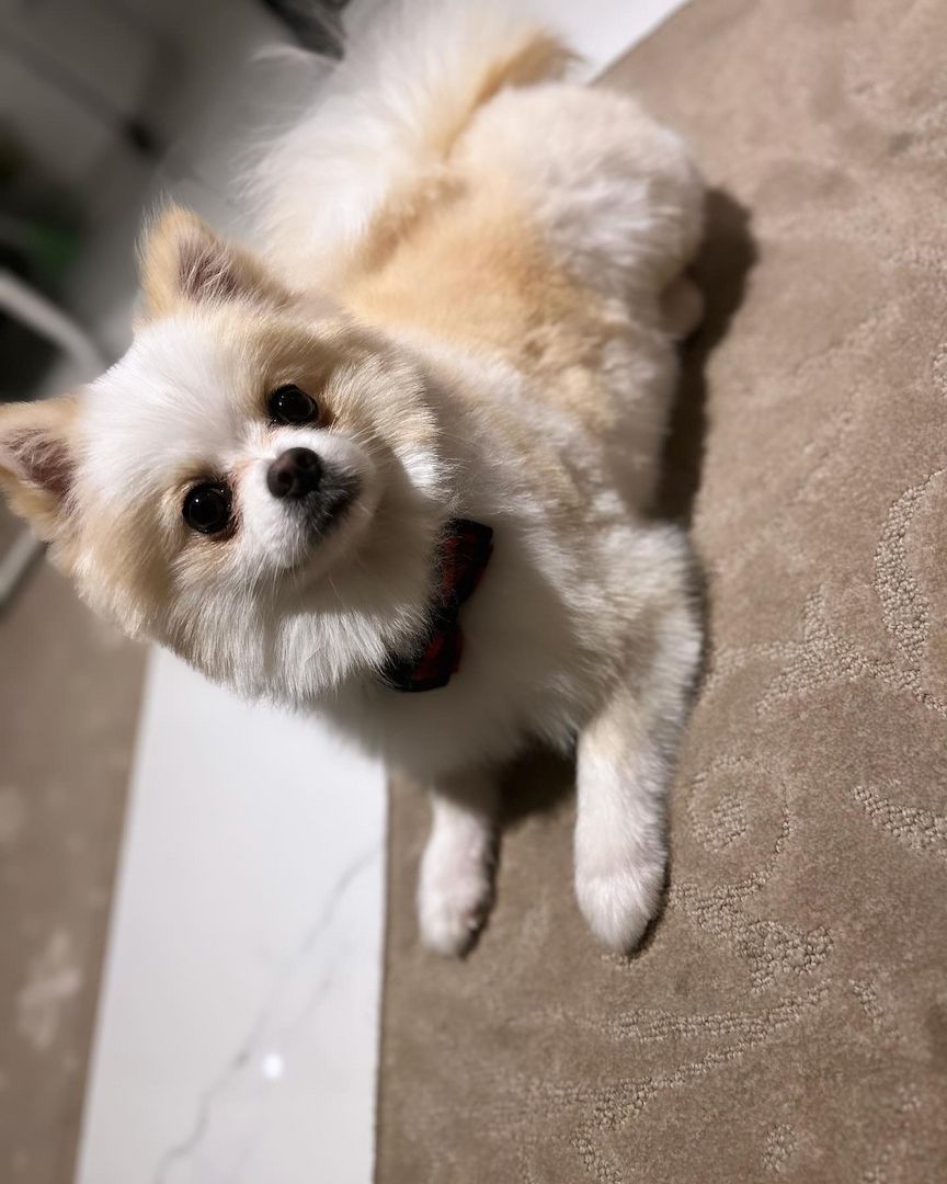 Pomeranian klein spitz