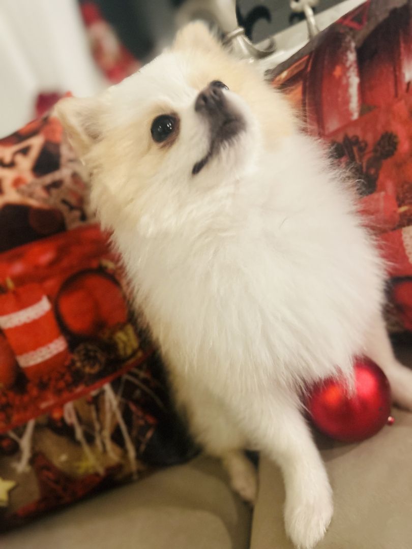 Pomeranian klein spitz