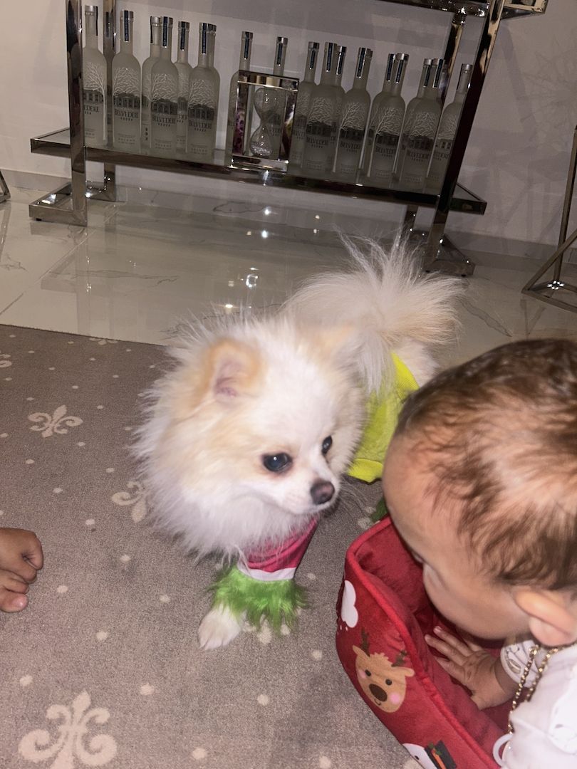 Pomeranian klein spitz