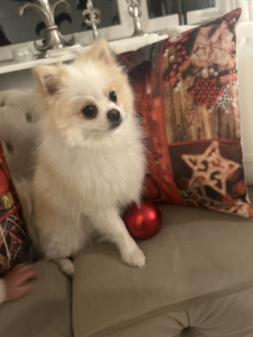 Pomeranian klein spitz