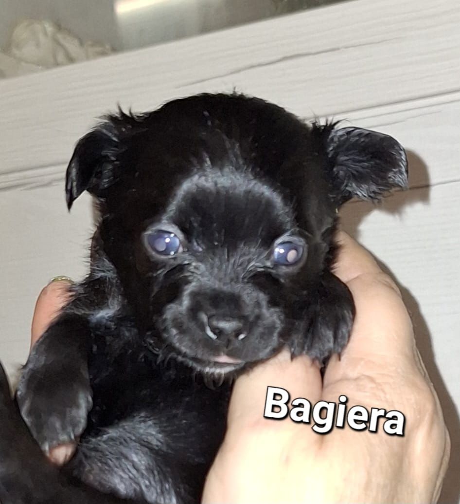 Chihuahua Langhaar Yorgie /Langhaar Chihuahua 2 Würfe
