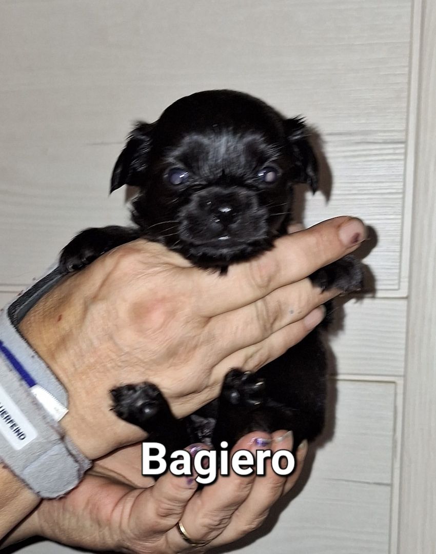 Chihuahua Langhaar Yorgie /Langhaar Chihuahua 2 Würfe