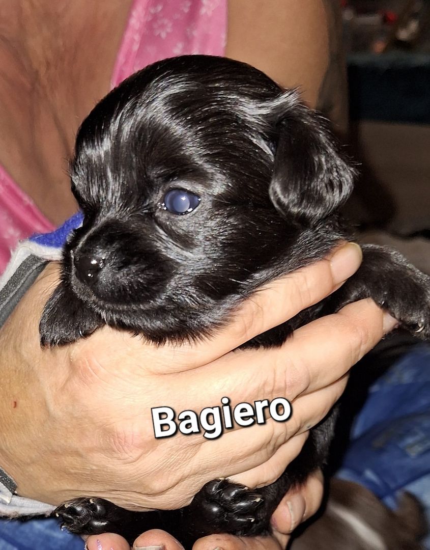 Chihuahua Langhaar Yorgie /Langhaar Chihuahua 2 Würfe